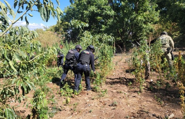 Destruyen más de 6 mil plantas de marihuana en Moris