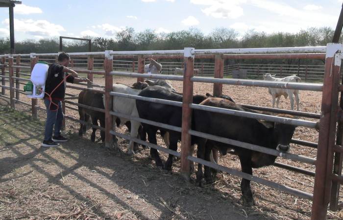 Agricultura reporta reducción del 86% de casos de gusano barrenador del ganado de Tamaulipas