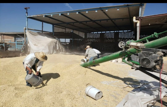 Agricultura agiliza 26 mil pagos a productores de maíz blanco