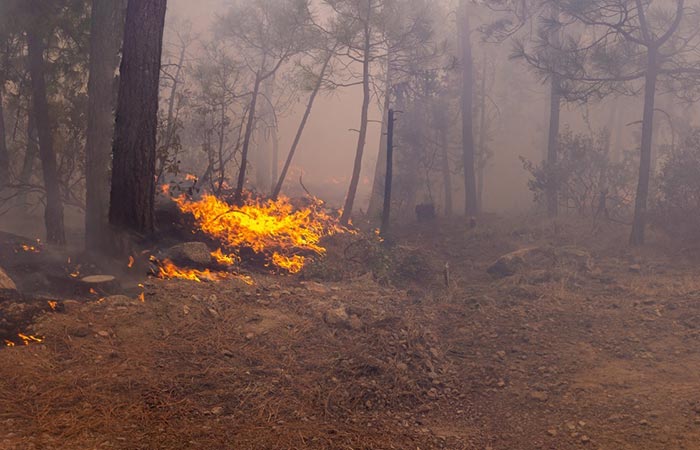 Chihuahua registra 113 incendios forestales en 2026; uno permanece activo