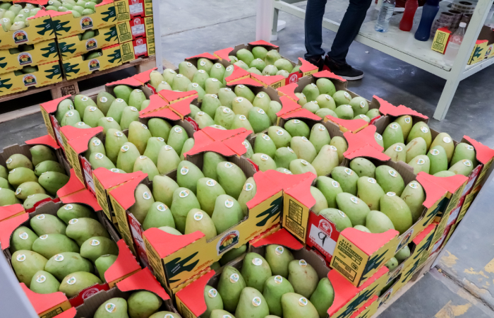Se mantiene exportación de mango mexicano hacia Estados Unidos