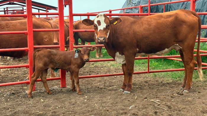 Agricultura intensifica operativo contra gusano barrenador del ganado