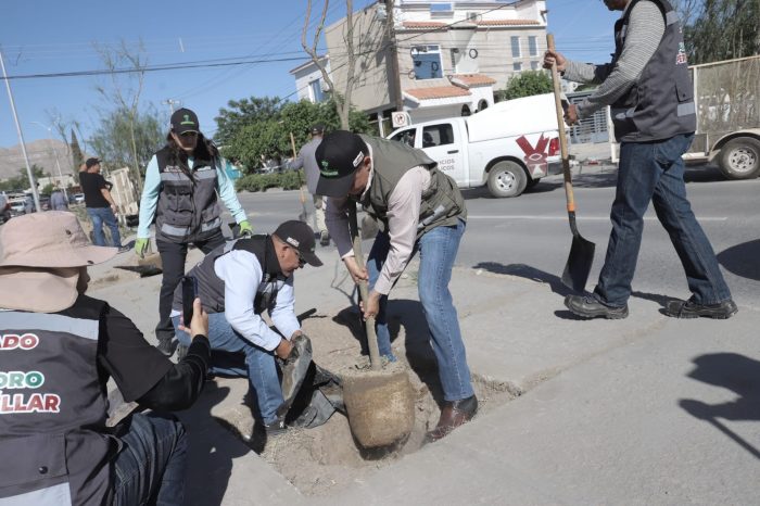 Plantan 130 árboles en el camellón central de Municipio Libre