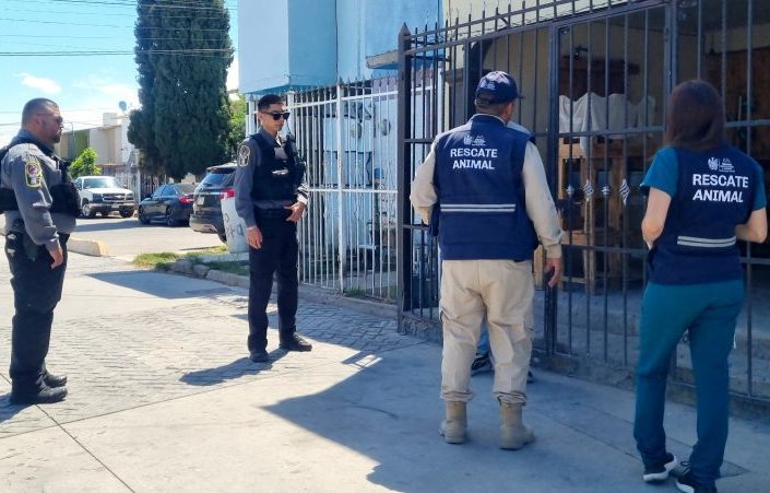 Van 475 reportes por maltrato animal en Chihuahua